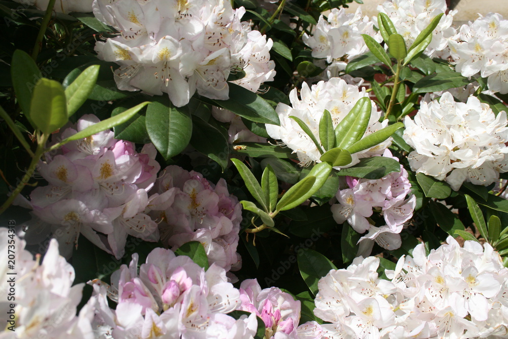White Flowers and Rhododendron White Flowers and Rhododendron