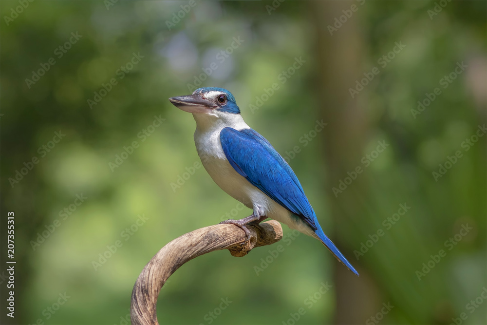 The collared kingfisher is a medium-sized kingfisher belonging to the subfamily Halcyoninae, the tree kingfishers. It is also known as the white-collared kingfisher or mangrove kingfisher. The collared kingfisher is a medium-sized kingfisher belonging to the subfamily Halcyoninae, the tree kingfishers. It is also known as the white-collared kingfisher or mangrove kingfisher.