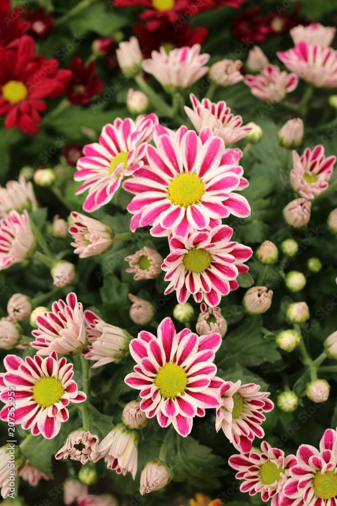 flores flores