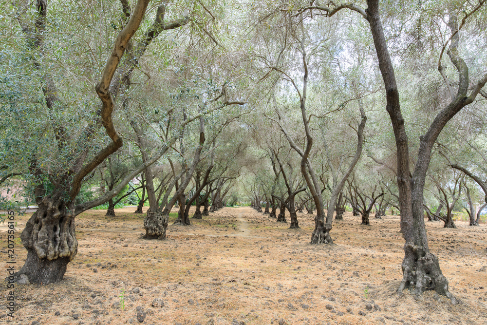 Olive Tree Tunnel. Carmelite Monastery of San Francisco, Santa Clara,  California, USA. Stock Photo | Adobe Stock