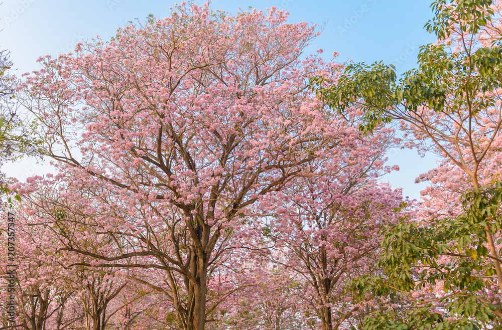 Tabebuia rosea is a Pink Flower neotropical tree and blue sky Tabebuia rosea is a Pink Flower neotropical tree and blue sky