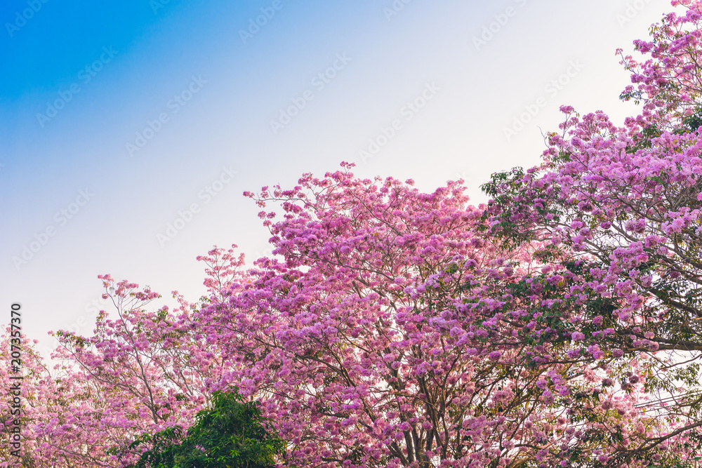 Tabebuia rosea is a Pink Flower neotropical tree Tabebuia rosea is a Pink Flower neotropical tree