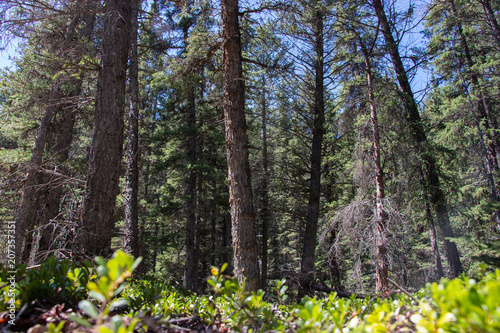 Forest Floor and Pine Trees