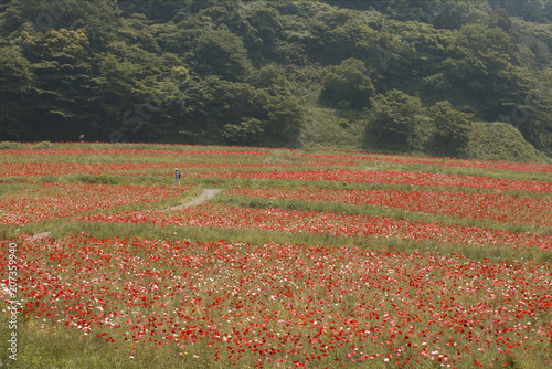 Summer Flowers from Kurihama Flower Park Japan photo