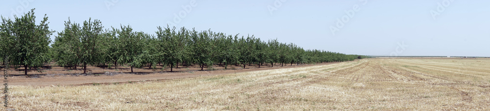 Almond trees Almond trees