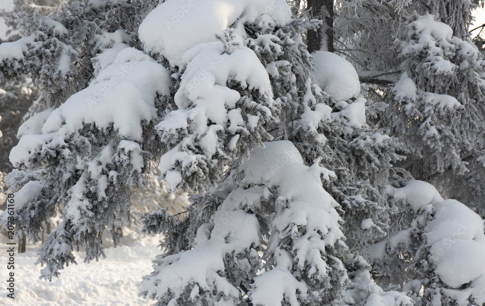 Snow-cowered fir branches. Winter blur background. Frost tree Snow-cowered fir branches. Winter blur background. Frost tree