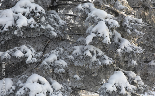 Snow-cowered fir branches. Winter blur background. Frost tree