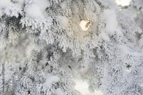 Snow-cowered fir branches. Winter blur background. Frost tree © anya babii