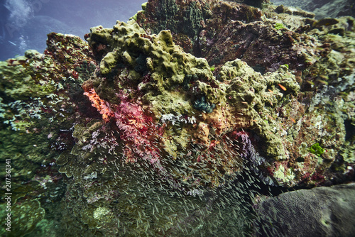 Coral reef