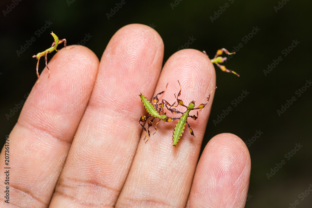 Young leaf insect (Phyllium westwoodi) Young leaf insect (Phyllium westwoodi)