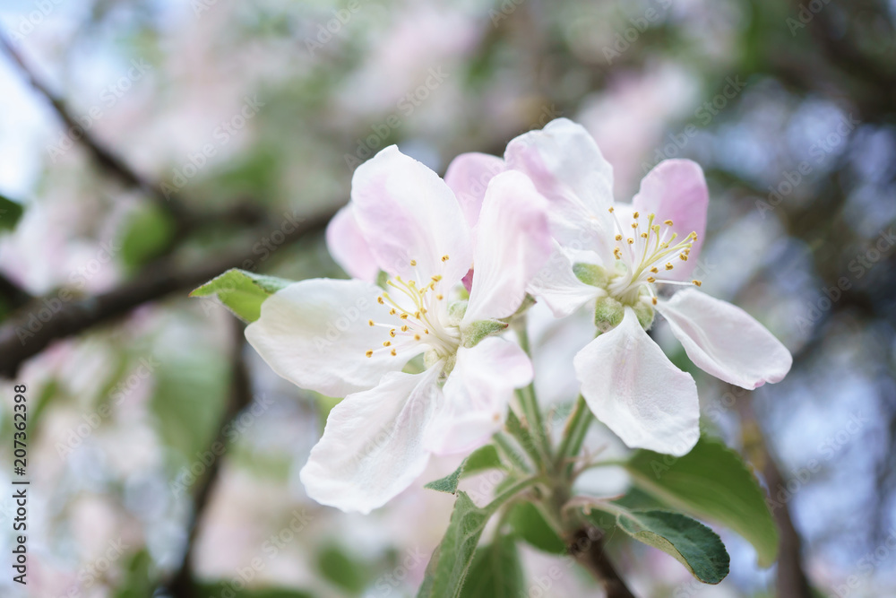 apple tree flowers blossoming in the sunny garden apple tree flowers blossoming in the sunny garden