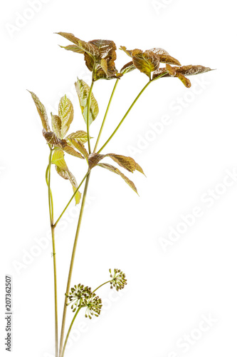 Aralia nudicaulis - Wild Sarsaparilla - Ginseng Family photo