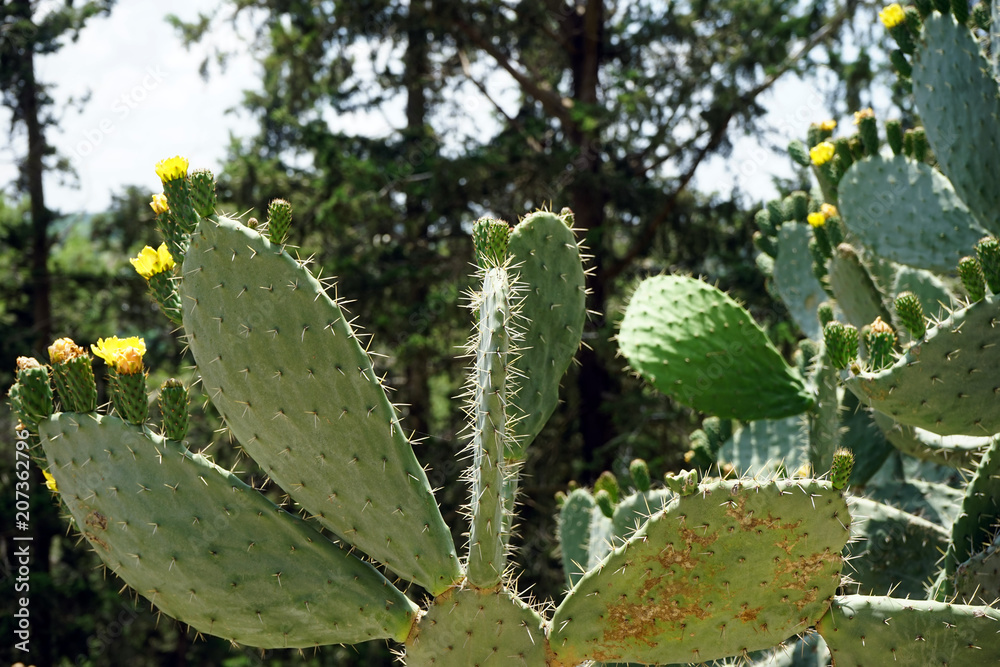 Cactuses with flowers Cactuses with flowers