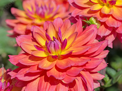 Fototapeta Naklejka Na Ścianę i Meble -  Dahlien, Dahlias