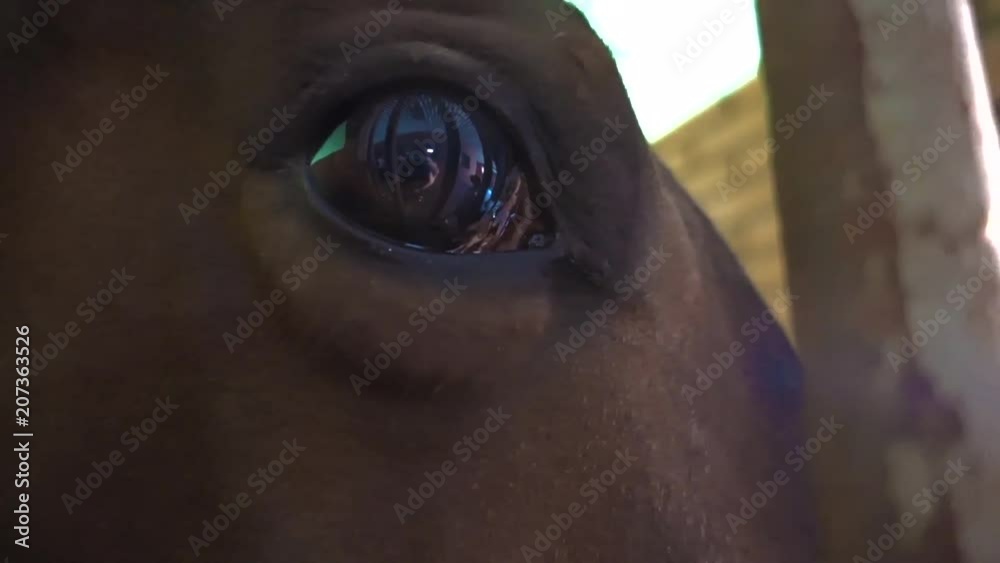 Eye of a horse close up