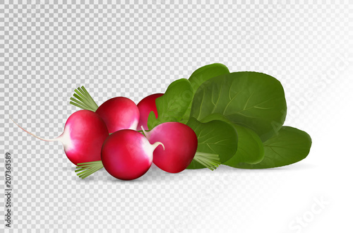 Grope of photo realistic radishes with leaf on a transparent background. Vector illustration.