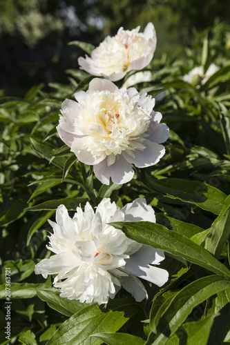 White peony flower. © lapis2380