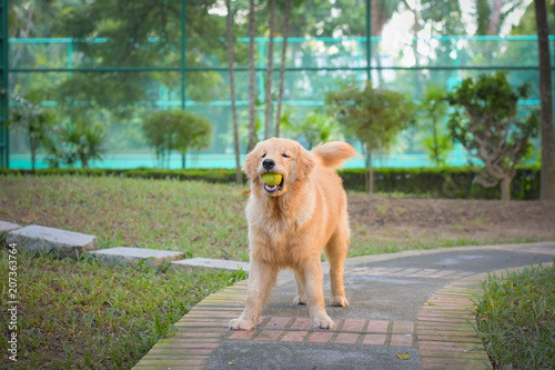 Golden Retriever Puppy Holding Tennis Ball in the Mouth