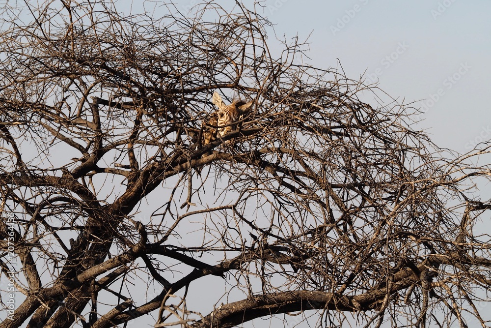 Obraz premium Skeleton left on a tree by a leopard in the South Africa