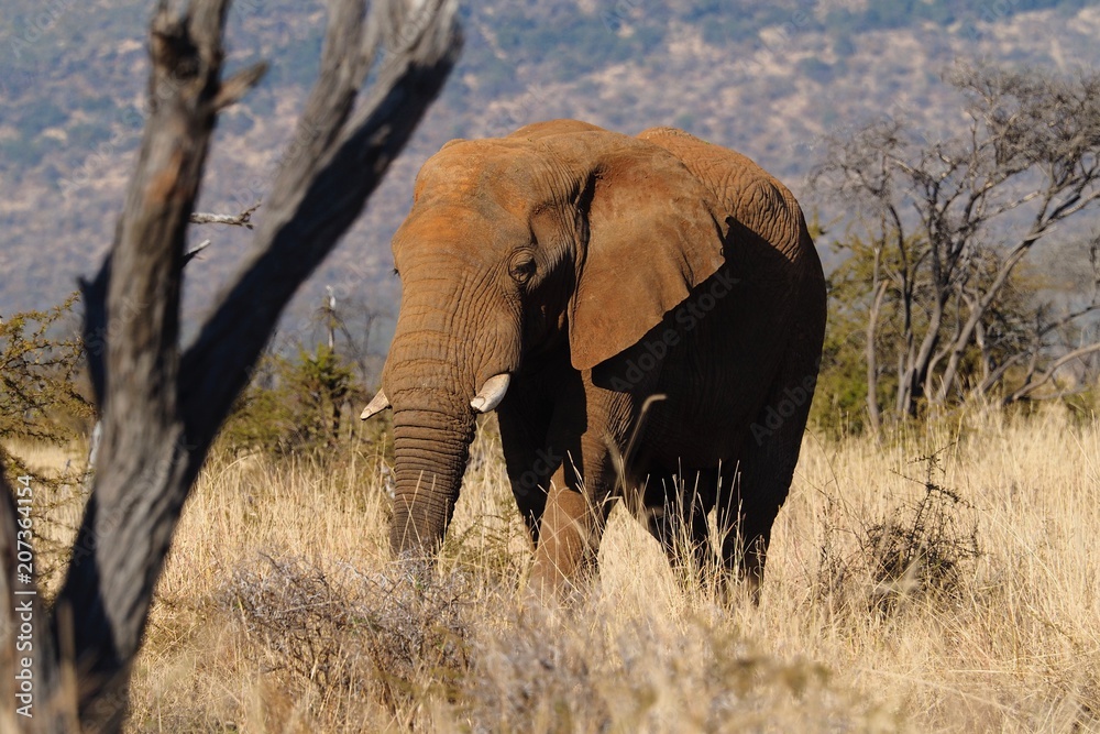 Fototapeta premium SAFARI ELEPHANT