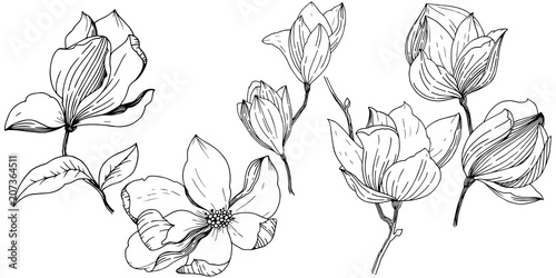 Magnolia in a vector style isolated. Full name of the plant: Magnolia. Vector for background, texture, wrapper pattern, frame or border.