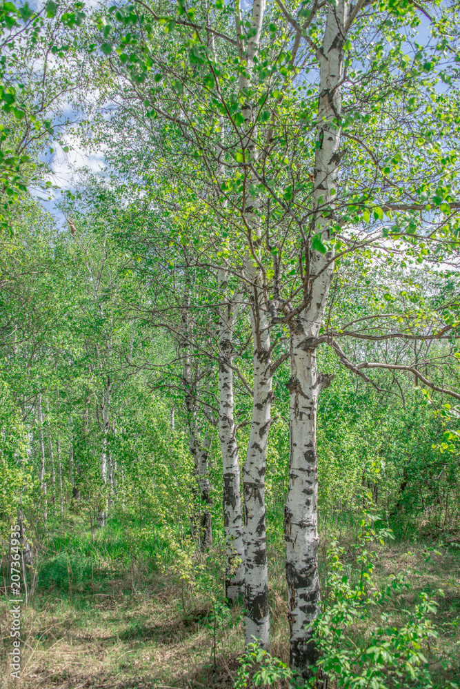 Landscape, spring, green leaves on trees and blue sky with clouds Landscape, spring, green leaves on trees and blue sky with clouds
