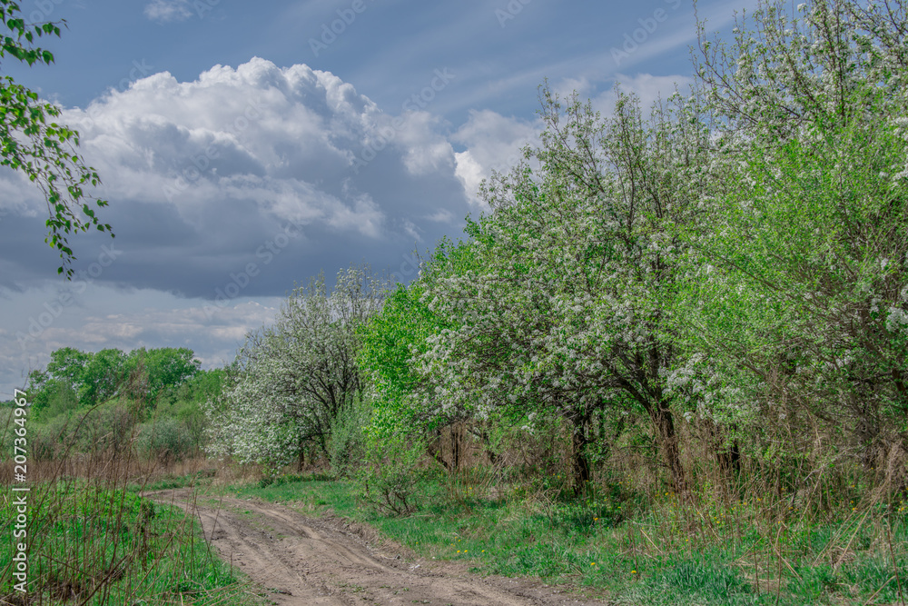 Spring, landscape, flowering fruit trees near dirt road with beautiful blue sky and clouds Spring, landscape, flowering fruit trees near dirt road with beautiful blue sky and clouds