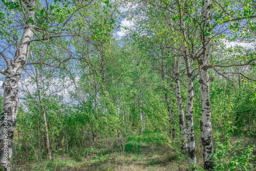 Landscape, spring, green leaves on trees and blue sky with clouds © Максим Хасанов