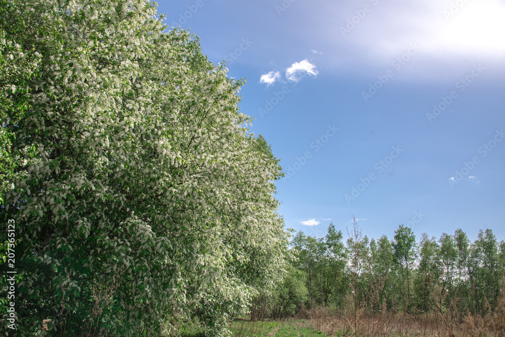 Obraz premium Spring, landscape, flowering fruit trees near dirt road with beautiful blue sky and clouds