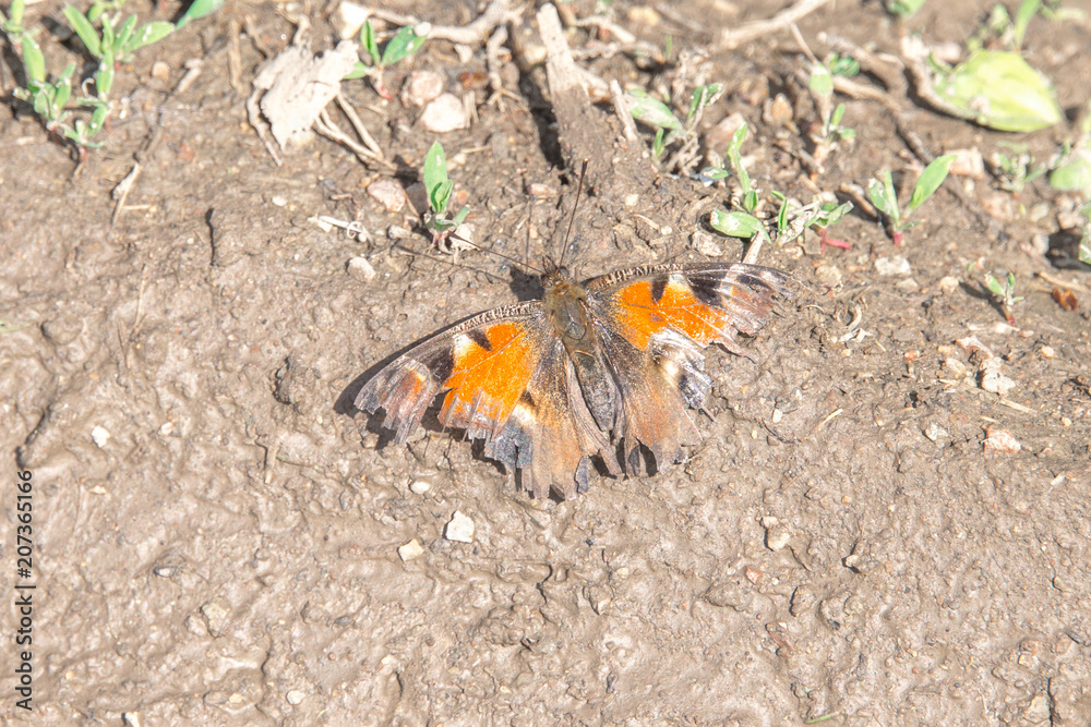 Insect butterfly on the background of the earth