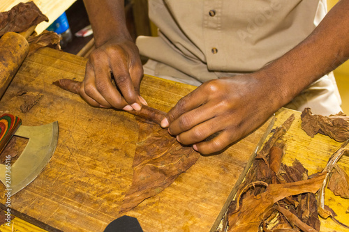 Photography Traditional manufacture of cigars at the cuban tobacco factory, Havana