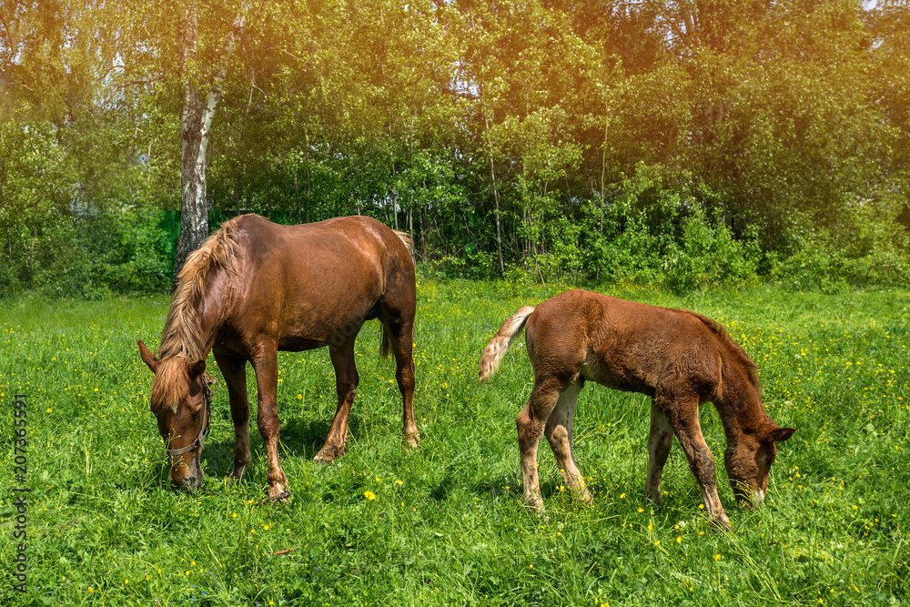 Fototapeta premium A horse with a newborn foal grazes in a meadow in Sunny weather