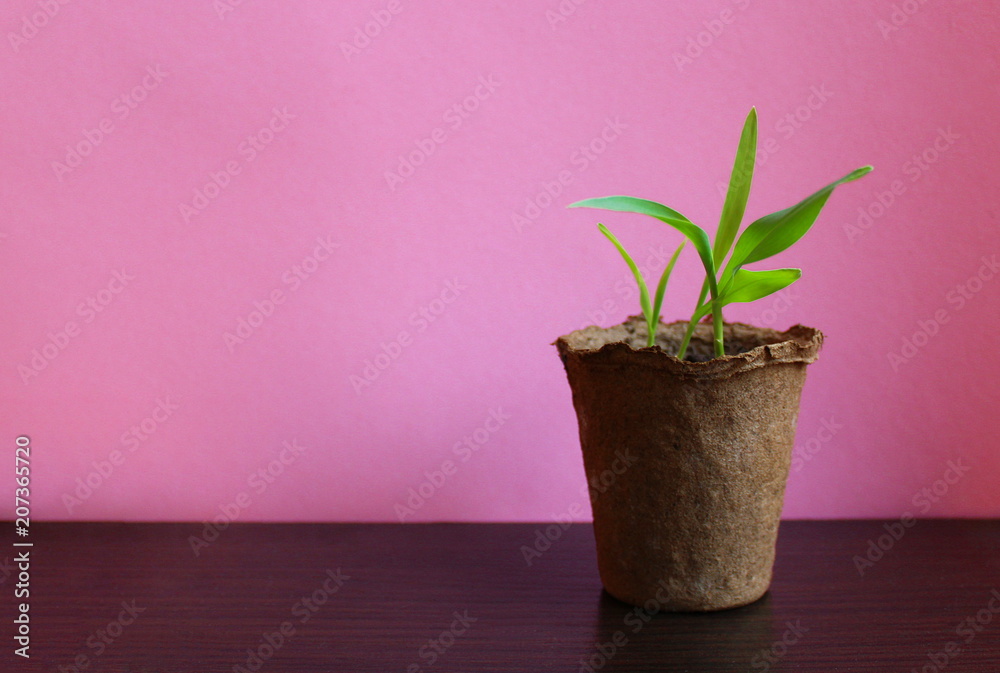 corn stalk in a pot for planting on a bed corn stalk in a pot for planting on a bed