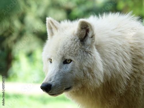 Le loup blanc