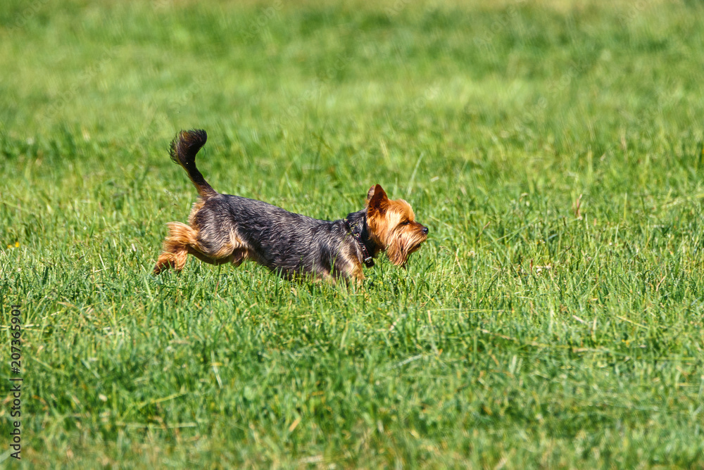 Yorkshire Terrier Runs On The Grass Yorkshire Terrier Runs On The Grass