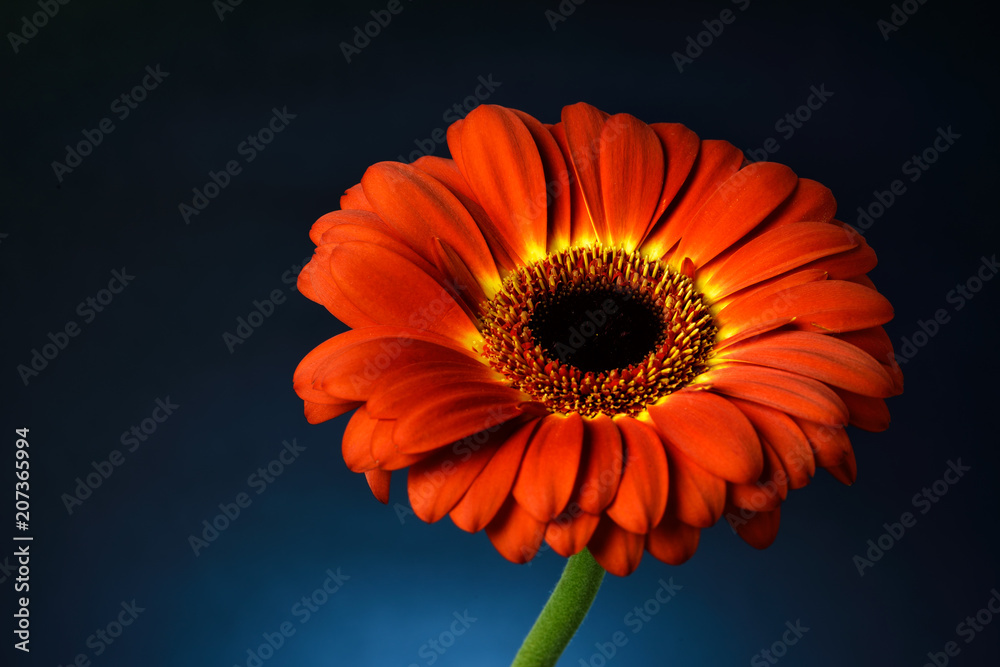 Colors flowers spring 2018 / Lovely Nature from Tuscany 