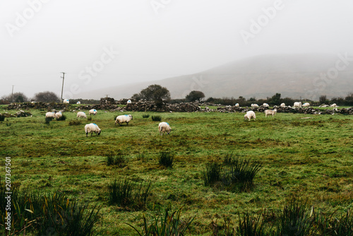 Flock of sheeps grazing in green field