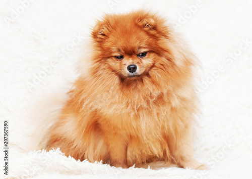 Cute puppy pomeranian dog