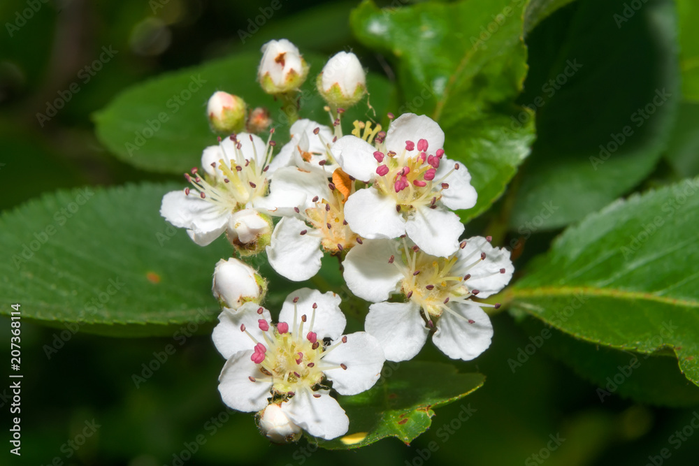 The little flowers of chokeberry. Macro photo