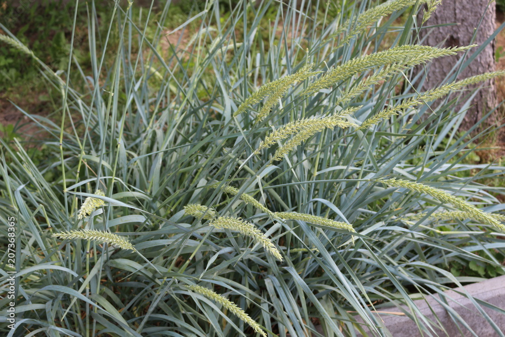 Green and burgundy grass, spicas grow on the field Green and burgundy grass, spicas grow on the field