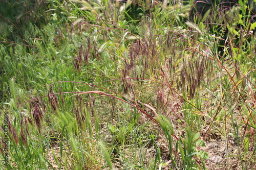 Green and burgundy grass, spicas grow on the field