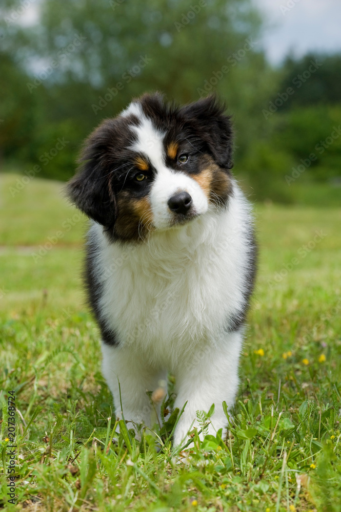 Australian Shepherd Welpe steht in einer Wiese Australian Shepherd Welpe steht in einer Wiese