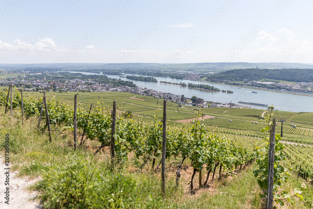 Weinberge im Rheingau