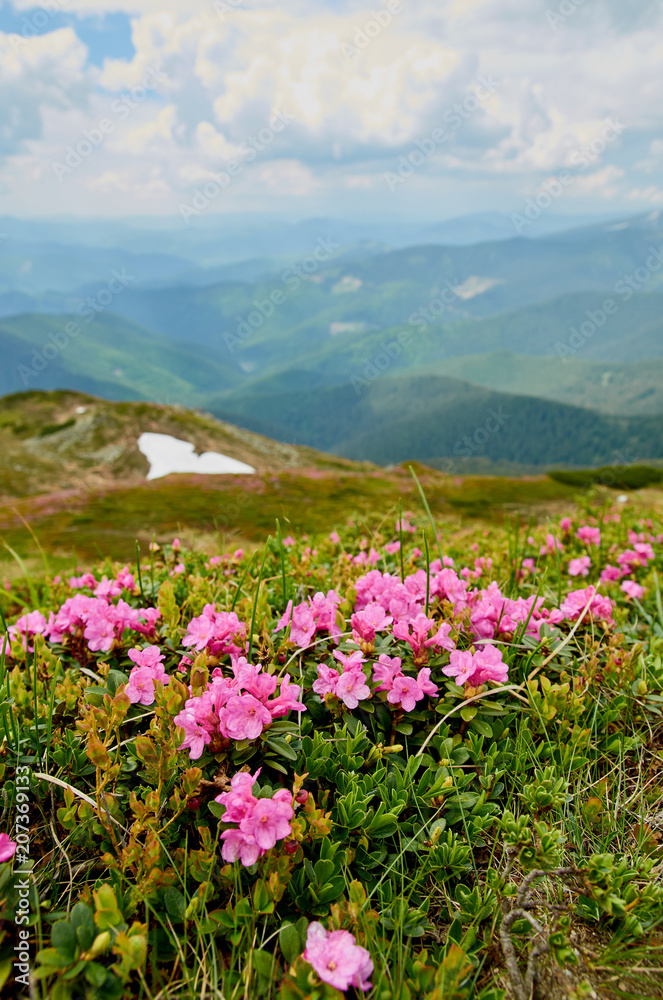 Obraz premium Rhododendron blooming flowers in Carpathian mountains. Chervona Ruta. Mountains landscape background.