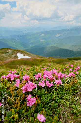 Rhododendron blooming flowers in Carpathian mountains. Chervona Ruta. Mountains landscape background.
