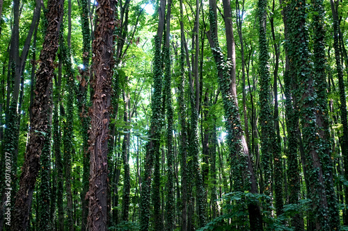 Tree trunks and green branches in a dense forest are illuminated by the sun