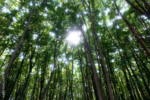 The sun shines through the green crowns and tree trunks in the forest