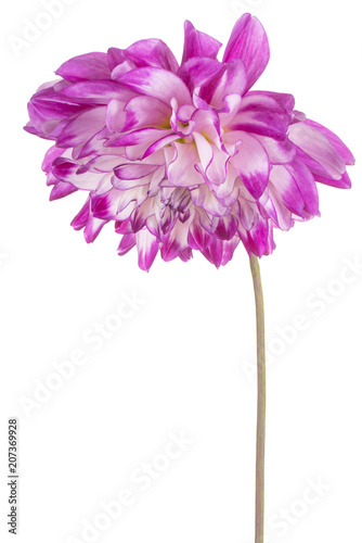 Fototapeta Naklejka Na Ścianę i Meble -  dahlia flower isolated