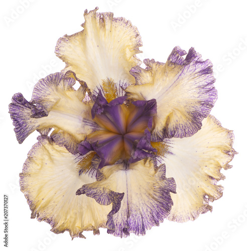 Fototapeta Naklejka Na Ścianę i Meble -  iris flower isolated