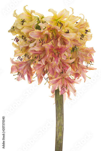 Fototapeta Naklejka Na Ścianę i Meble -  lily flower isolated